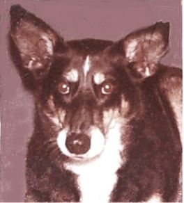 Ginger, the dog Harry and Barbara Brabec adopted
