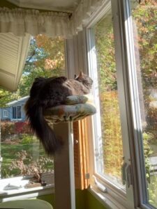 Barbara's cat, Liza, loves her view of the back yard.