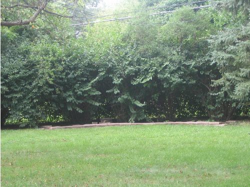 photo of Forsythia hedgerow