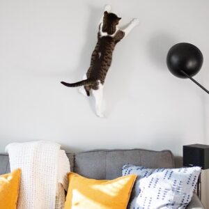 photo of cat apparently trying to climb a wall